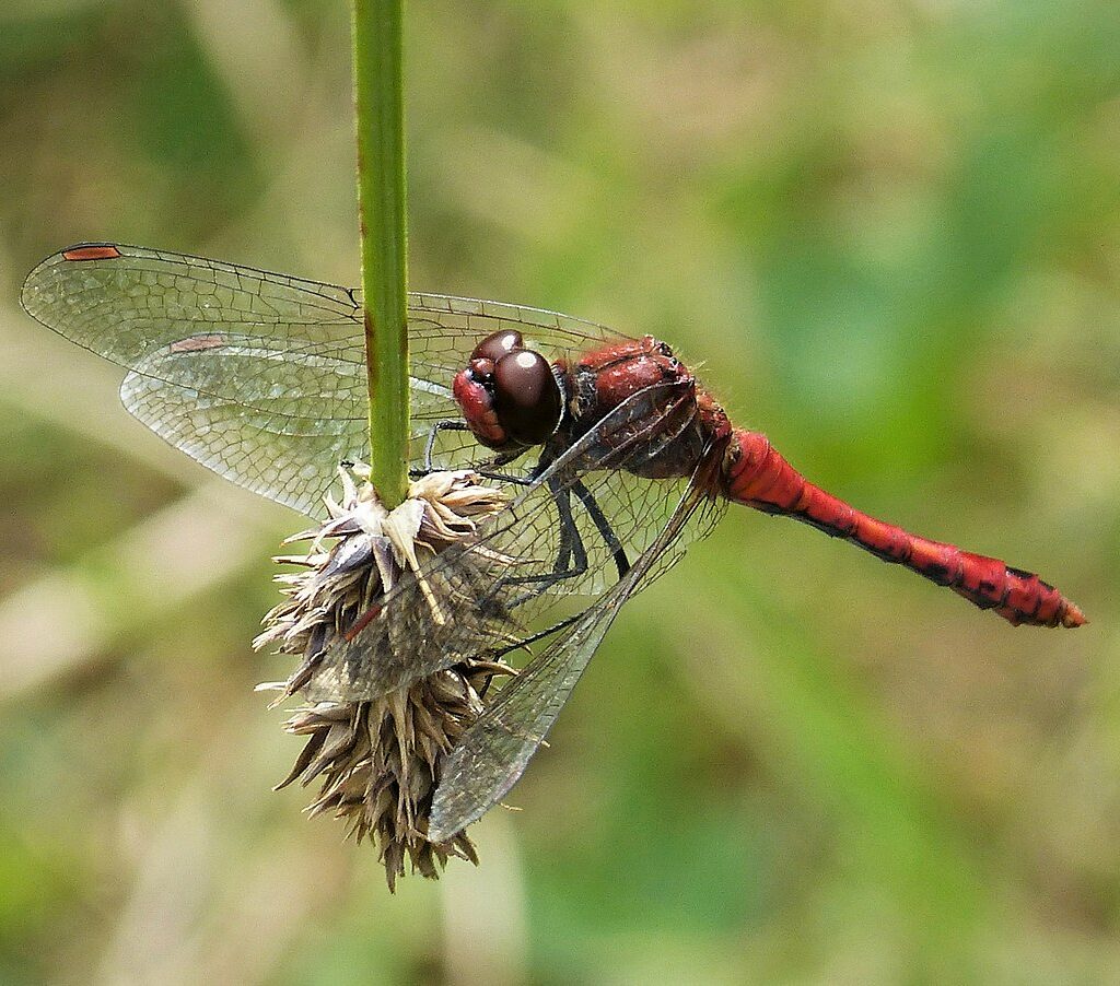 sympetrum sanguineum cc ruddy darter