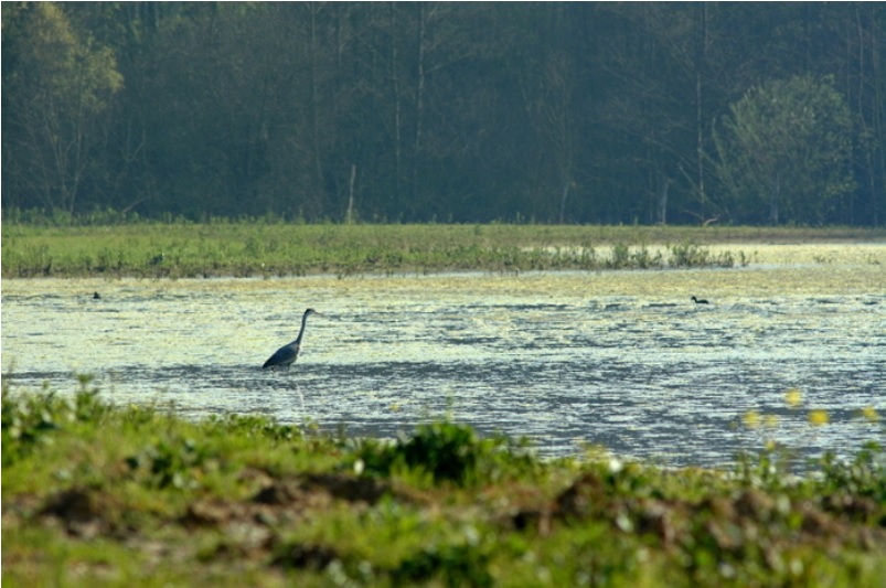 zoom sur la mare MEL Crédit Photo : Richard Baron