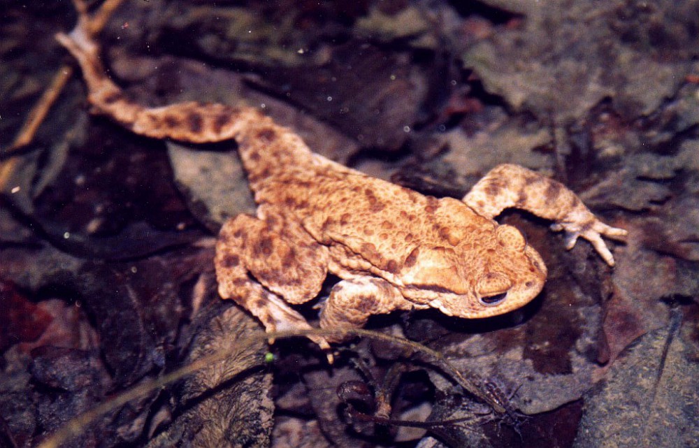 crapaud commun