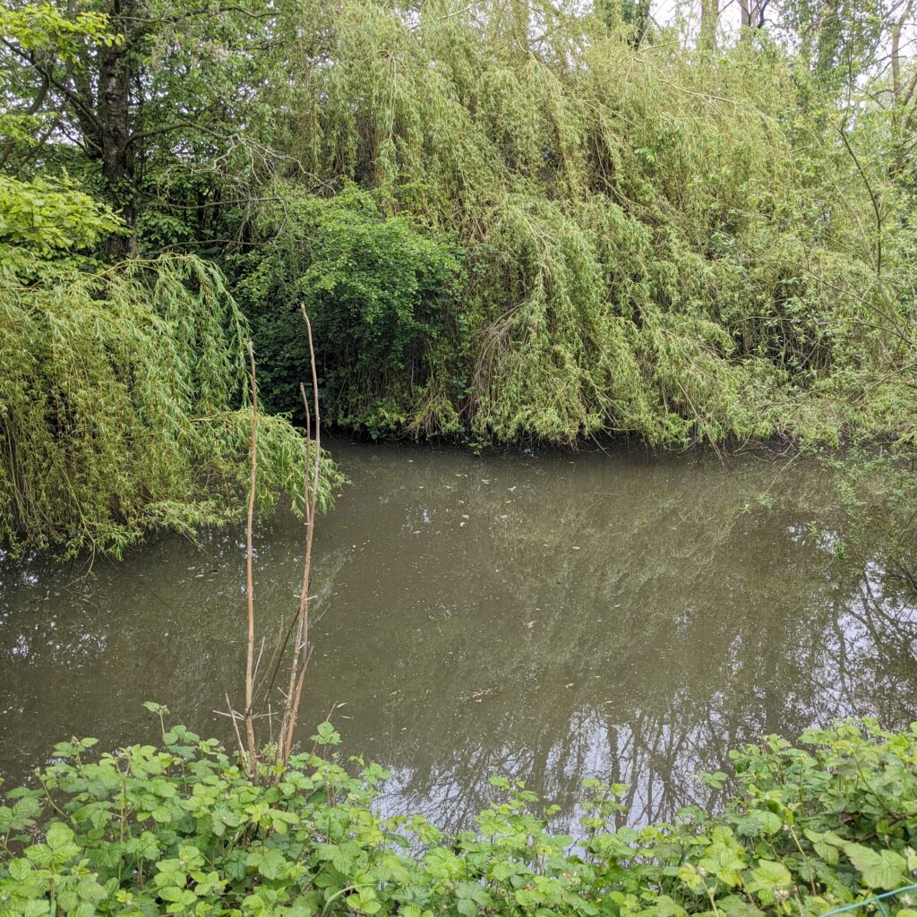 mare aux marcassins 1