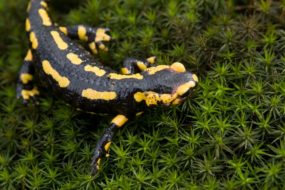 salamandre