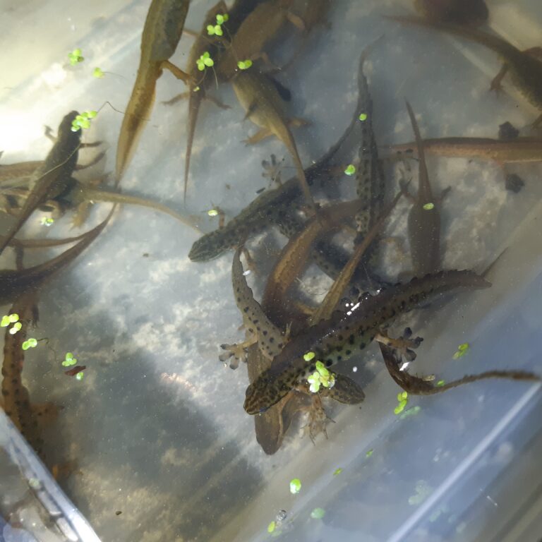 Réaliser un inventaire amphibiens sur les mares qui devaient être prochainement restaurées, mais également sur celles qui furent restaurées quelques mois plus tôt.