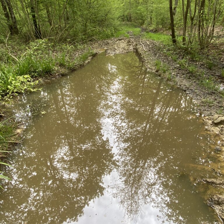 Habitat naturel du Sonneur à ventre jaune