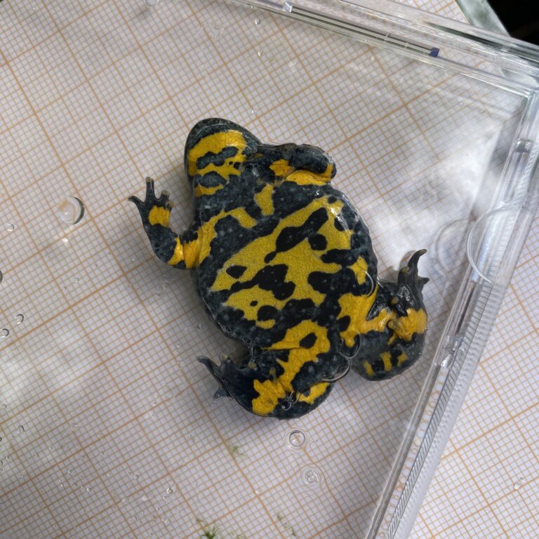 Patron ventral d’un individu de Sonneur à ventre jaune