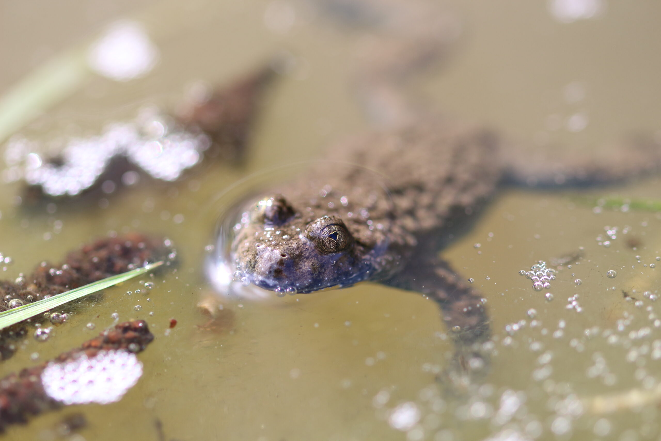 Sonneur à ventre jaune : un crapaud en danger d’extinction dans les Hauts-de-France