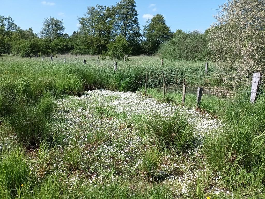 cenp 066961 bd