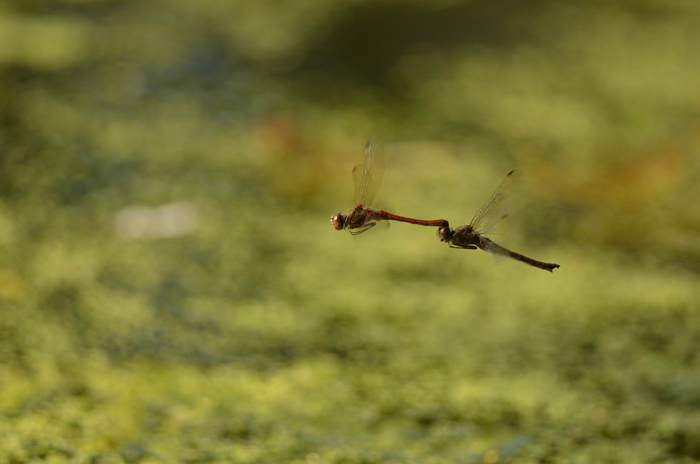 73a1e3f8412240a7b7370118e4db38cb.base.image