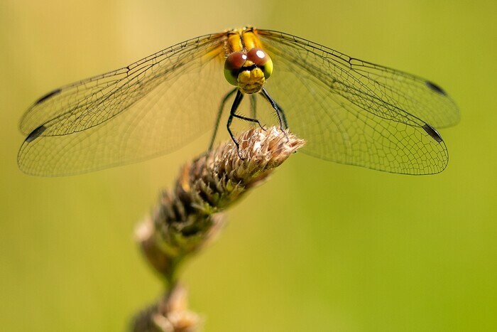 935d43f059c84472bfb1945d27254636.base.image