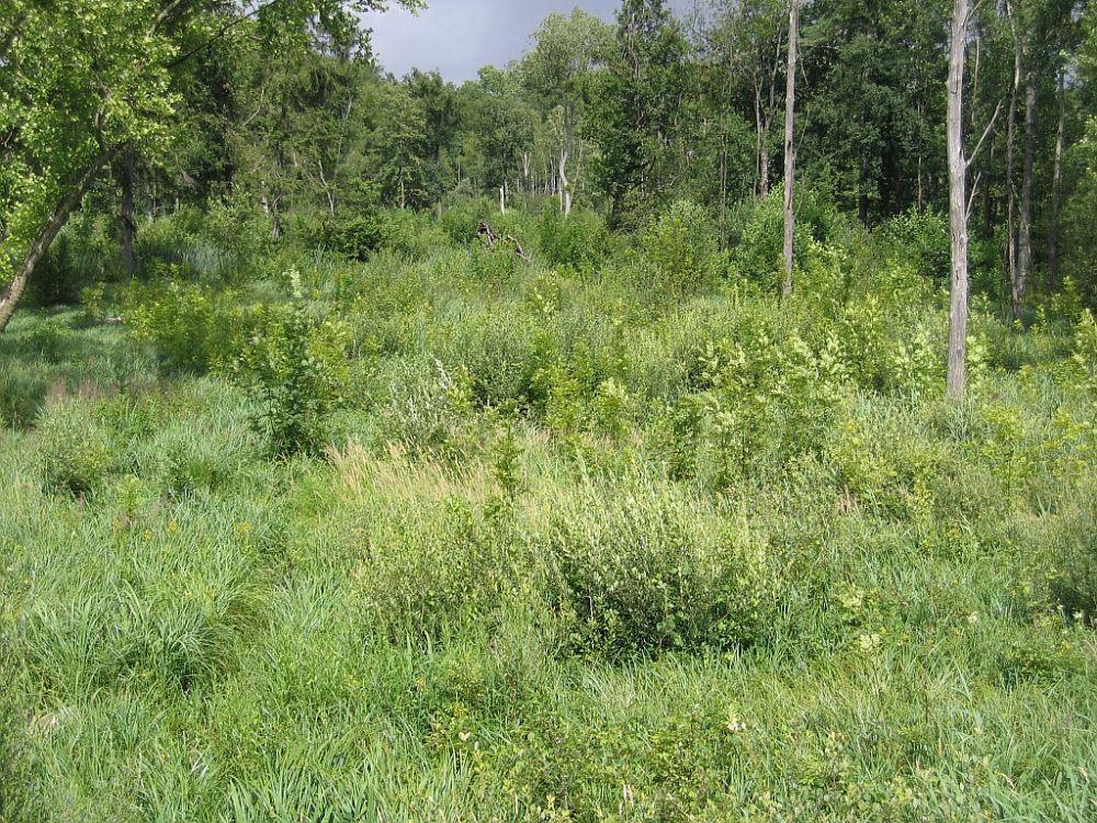 cenp 009056 bd