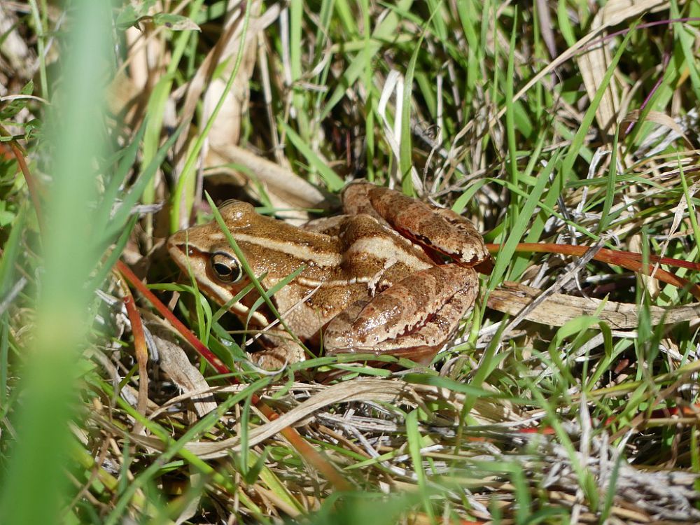 grenouille des champs