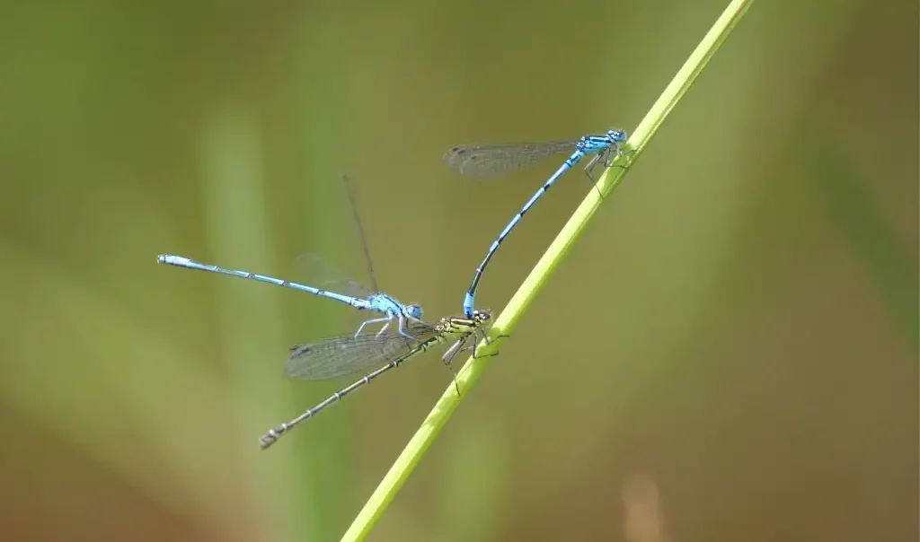 agrion jouvencelle coenagrion puella r.monnehay cen hauts de france rja3qn0ifi3oj503ybyosy12hgroitx0ylvb9l3rmg
