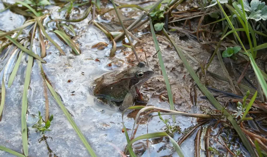 grenouille rousse rana temporaria d.top cen hauts de france rja3vc7glojaky6cid3j9rc1etlr0ckplvapne4wig