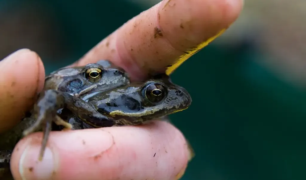 grenouille rousse rana temporaria m.julien rja3rrfkldn0eddeebfna5tw118gptdhg5x6whfu6w