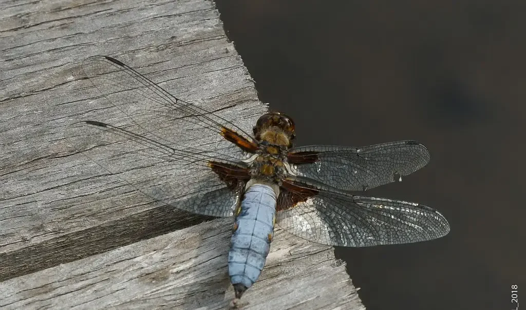 libellule deprimee libellula depressa bresles oise e.leleu rja3q55ktnf8ejq1um8rzkjb757pgky4k5h35bu8wo