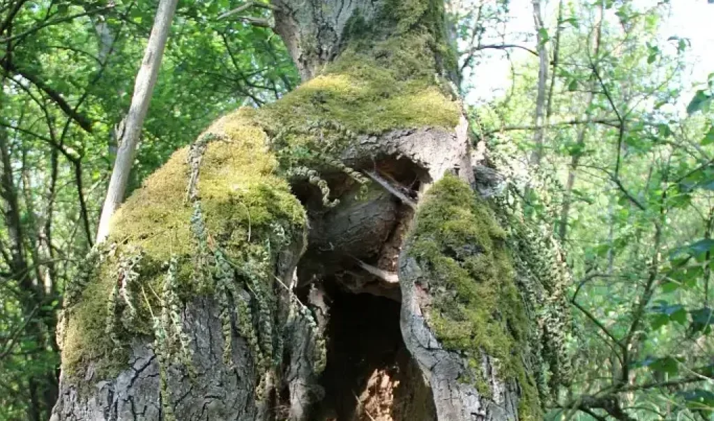 rnn de la tourbiere de marchiennes l. caron cen hauts de france e1768918990598 rja3qvh250f9fmntkxmbxdw7txlzg3ulzrqol2r82g