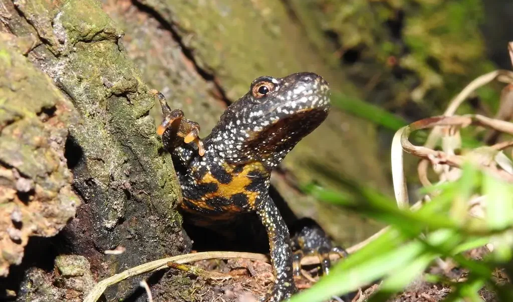 triton crete triturus cristatus j. douliez cen hauts de france rja3qyakpij4egjq4gu7mv6lm383375t05p50wn1js