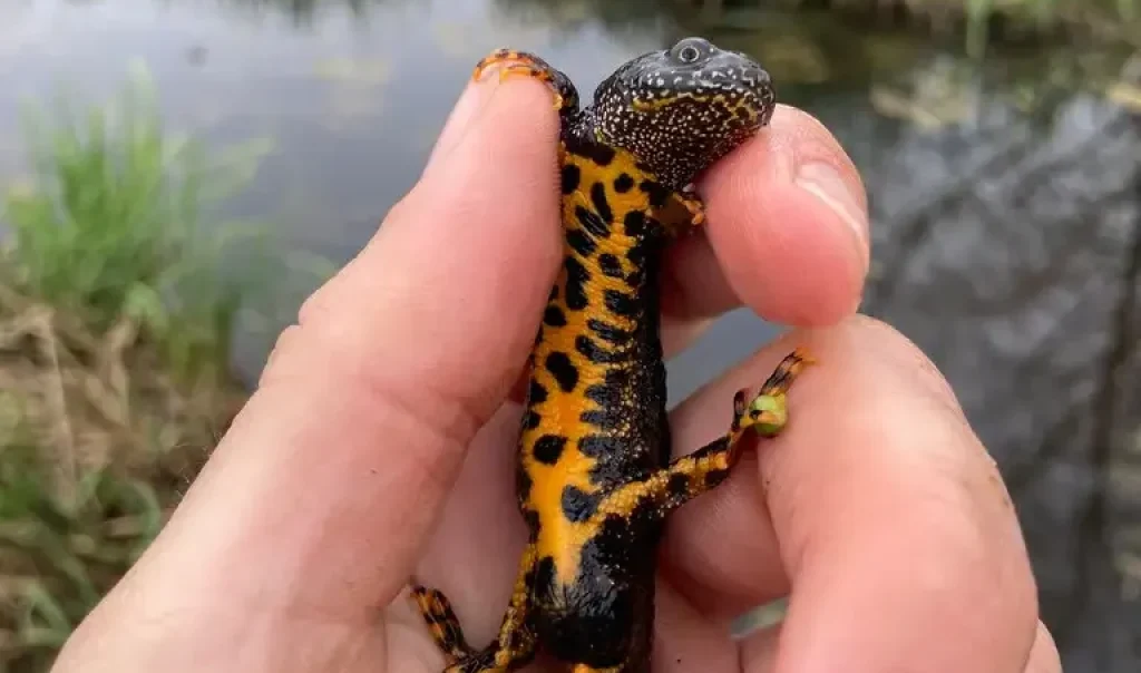 triturus cristatus rnr de pantegnies pont sur sambre nord j.savary cen hauts de france e1768838106450 rja3qcoacbpizff4mphsjimzy86n65rz96oyzjj3iw