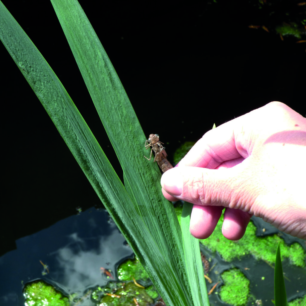 event exuvie 382 59a6c0